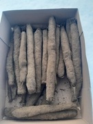 Skorzonera 5kg świeże warzywo wężymord saksefia zapomniane warzywo