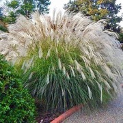 Miskant chiński FONTANE DUŻA SADZONKA unikatowe kwiatostany POJEMNIK C3