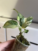 Monstera Minima Variegata