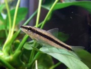 Rybki do akwarium - Kosiarka Kosiarki młode i pracowite na glon