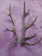 Poroże jelenia park świętokrzyski