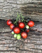 INDYGO ROSE  Pomidor Kolekcjonerski 