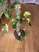 Monestra Adansonii Variegata