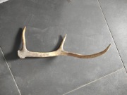 Gryzak poroze dla psa