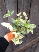 trzykrotka yellow hill M