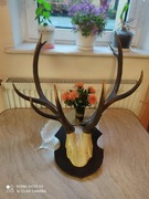 Poroża  Rogi głowa Jelenia 