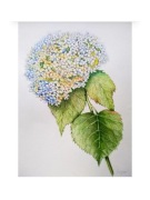 Hortensja ogrodowa Anabelle, Akwarela 