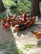 Jajka od szczęśliwych kur