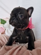 Buldog francuski * cudne szczenięta 