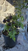 Pomidor Blaue Zimmertomate do donic i na balkon. Koktajlowy fioletowy