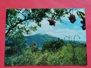 BIESZCZADY      -  Pocztówka  / IV  z  1980 r.  /  POŁONINA