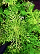Hygrophila difformis 'Variegated'