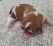 Shih tzu Lwi piesek