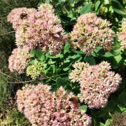 Rozchodnik okazały roślina miododajna - (3szt)