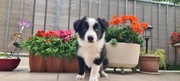 Szczeniak Border Collie 