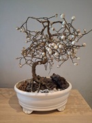 Drzewko szczęścia Bonsai rekodzielo
