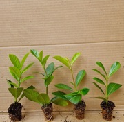 LAUROWIŚNIA WSCHODNIA NOVITA ŁADNA  