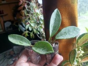 Hoya  AH 074 ukorzeniona  mega srebrna 