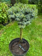 Picea omorika 'Mikrus'