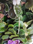 Medauroidea extradentata Patyczak rogaty odmiana „Blue”