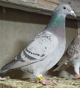 Gołębie pocztowe - odbiór osobisty, likwidacja hodowli 