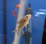 Rybki do akwarium - Kirysek Sterby Domowa hodowla - Duże