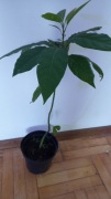 Awokado sadzonka