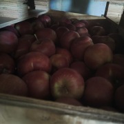 Jabłka odmiany Red Prince 