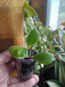 Hoya  heuschkeliana albomarginata rzadko oferowana 