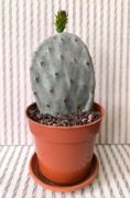 Kaktus Opuncja figowa (ok. 10 cm)