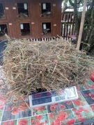 Siano z koniczyna czerwona extra