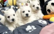 West Highland White Terrier- szczeniak 