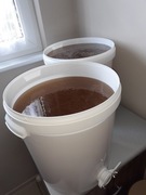 Miód rzepakowy 2024