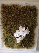 Obraz "Mech" z żywym storczykiem