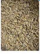 Owies zbiór 2025 bez oprysków 15kg 