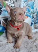 Buldog francuski szczenieta suczka