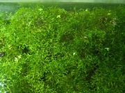 Riccia fluitans WGŁĘBKA WODNA roslina akwariowa