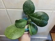 Hoya Obovata rosnąca 7 liści Hoja