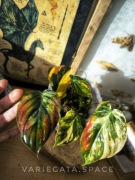 Philodendron micans variegata kolekcjonerski rzadki filodendron liść 