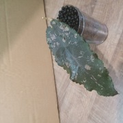 Hoja Hoya Undulata Black 