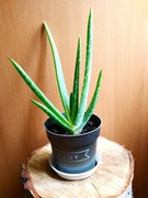aloes leczniczy  BIO aloe vera +gratis
