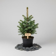 jodła Frasera – elegancka ozdoba ogrodu 50-80cm 