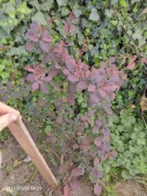 Berberys thunberga wysoka sadzonka 