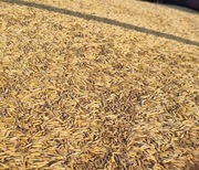 Owies jary Bingo na paszę poplon itp 10 kg ziarna