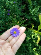 Aster niebieski sadzonka