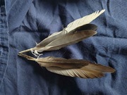 Wymienne końcówki do wędki dla kota - 2 SZTUKI - Naturalne pióra