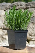 Lawenda Dwarf Blue – roczne sadzonki, gęste, wysokość około 15 cm