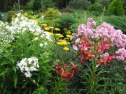 Floks wiechowaty różowy