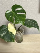 Monstera Thai Constellation Creme Brulee - hydroponika