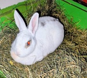 Oddam za darmo królika  